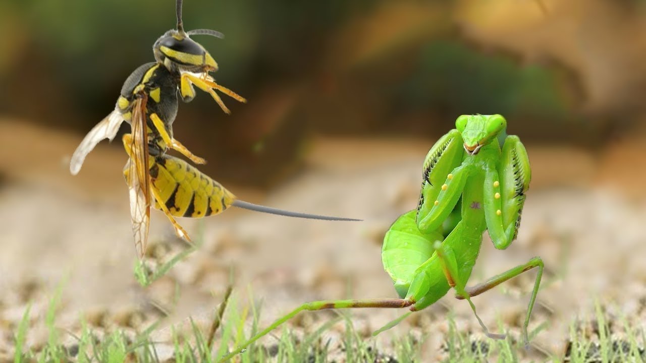Mơ Thấy Bọ Ngựa Đánh Con Gì