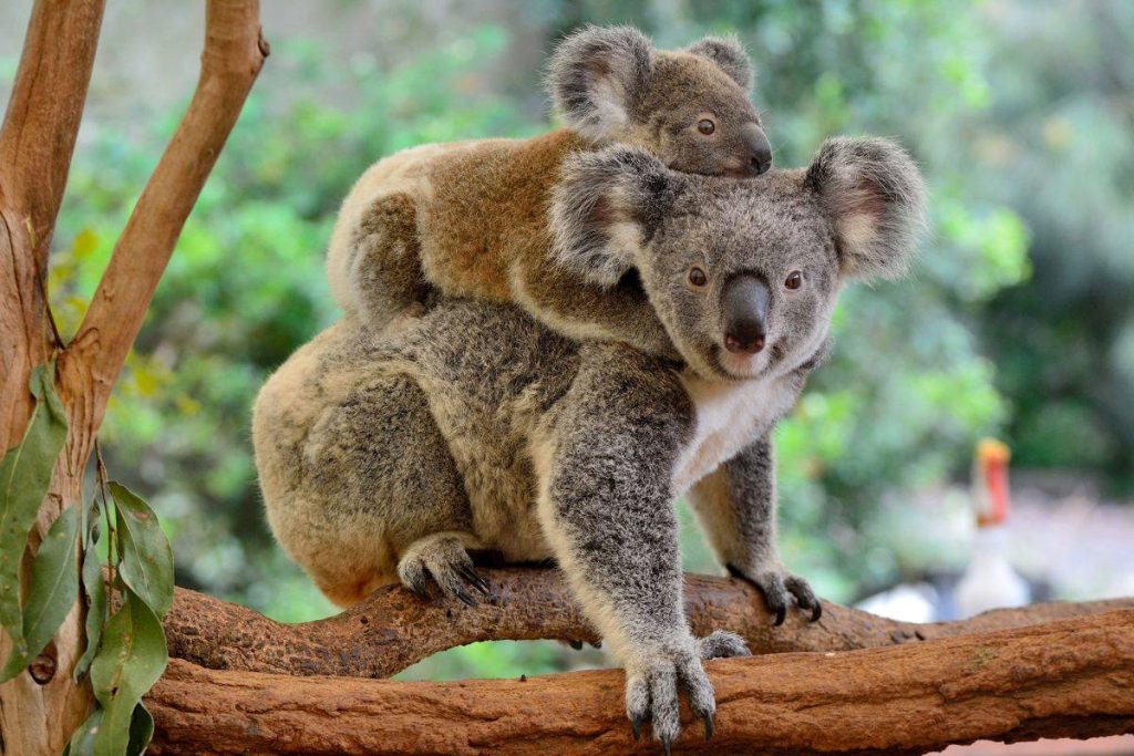Mơ Thấy Gấu Koala Đánh Con Gì