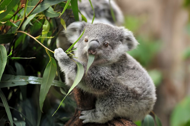 Mơ Thấy Gấu Koala Đánh Con Gì