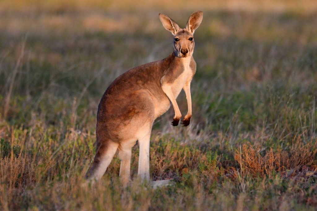 Mơ Thấy Kangaroo Đánh Con Gì
