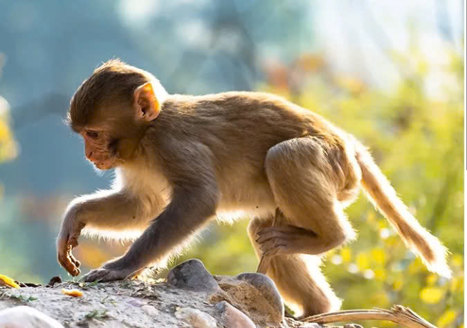 Mơ Thấy Khỉ Vào Nhà Đánh Con Gì