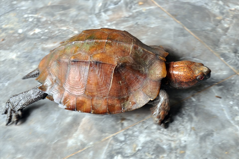 Mơ Thấy Rùa Lớn Đánh Con Gì