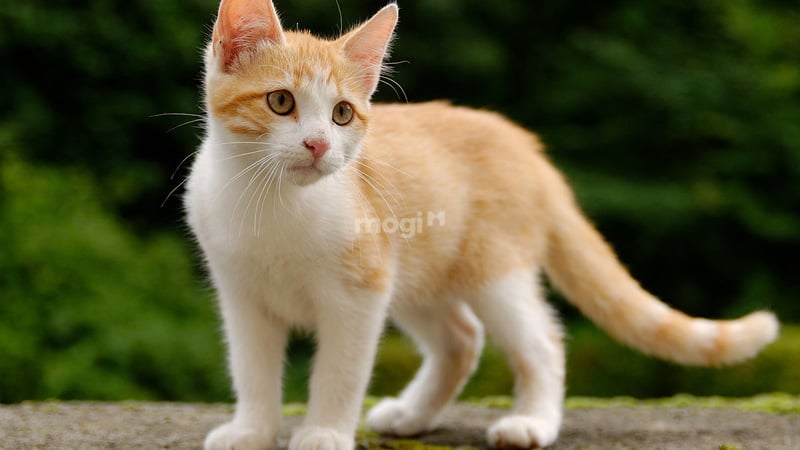 Luận giải chi tiết điềm báo mèo vào nhà theo thời điểm (Ngày, giờ, mùa)