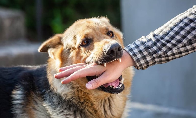 Mơ thấy 3 con chó đánh nhau: Cảnh báo về xung đột và mâu thuẫn?  Phân tích cụ thể ý nghĩa của giấc mơ thấy 3 con chó đánh nhau, tập trung vào những cảnh báo về xung đột, mâu thuẫn tiềm ẩn trong các mối quan hệ.