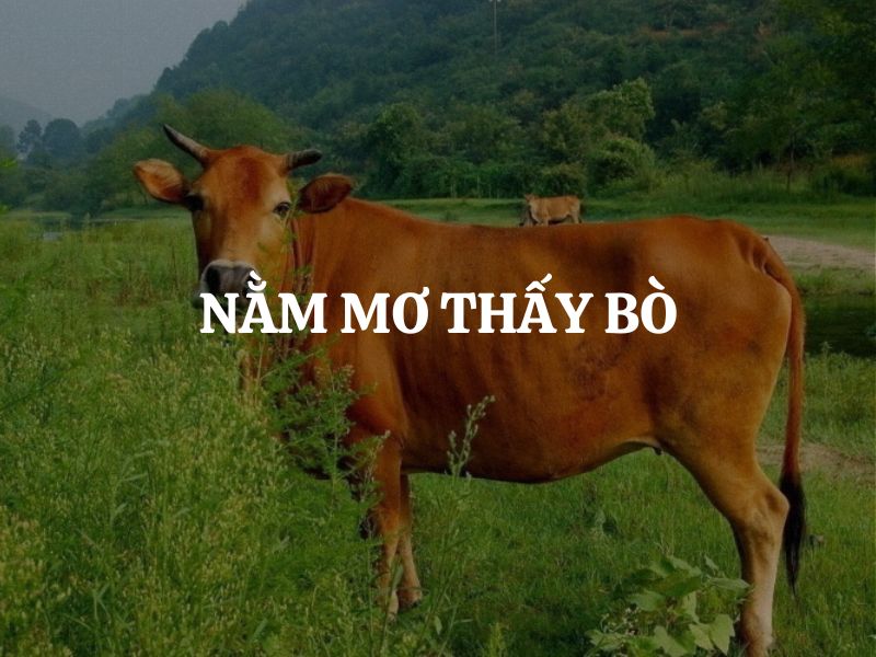 Giải mã chi tiết các trường hợp mơ thấy bò rừng khác nhau: điềm báo và con số may mắn