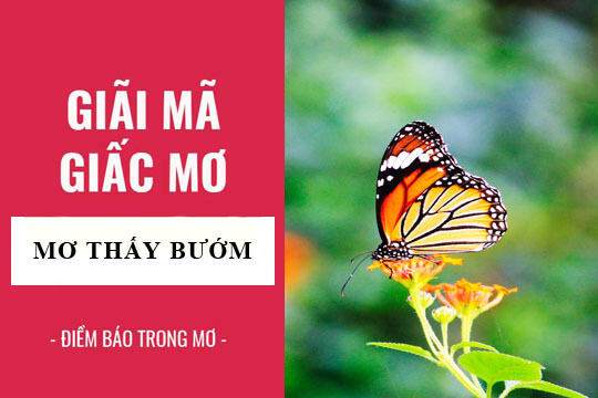 Giải mã giấc mơ thấy bướm: Điềm báo lành hay dữ?  Tìm hiểu ý nghĩa sâu sắc đằng sau giấc mơ thấy bướm và khám phá những dự báo về tương lai, từ tình duyên, công việc đến tài lộc.
