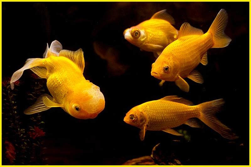 Giải mã giấc mơ thấy cá vàng: Điềm báo lành hay dữ?