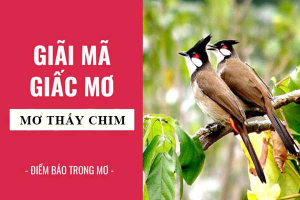 Mơ thấy chim đánh con gì? Giải đáp theo từng loại chim cụ thể.