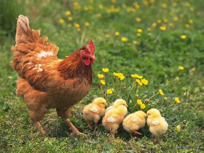 Mơ thấy gà con đánh con gì trúng lớn? Tổng hợp các con số may mắn