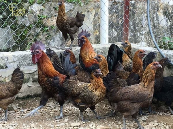 Chiêm bao thấy giết gà mái: Giải mã vận mệnh và tài lộc