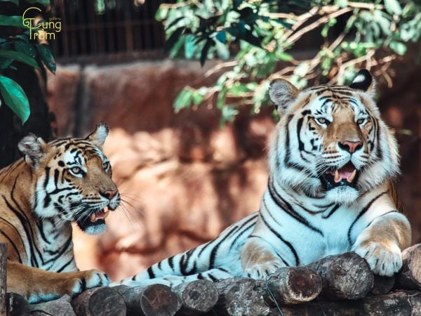 Giải mã giấc mơ thấy hổ trắng: Điềm báo lành hay dữ? (Giải thích ý nghĩa chung của giấc mơ thấy hổ trắng, nhấn mạnh tính hai mặt của điềm báo, vừa có thể là may mắn vừa có thể là thử thách)
