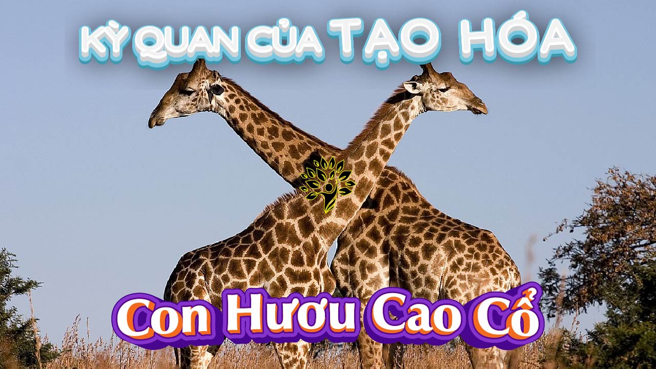 Giải mã giấc mơ thấy hươu cao cổ: Điềm báo gì?