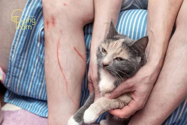 Phân tích chi tiết vị trí mèo cắn trong giấc mơ và ý nghĩa