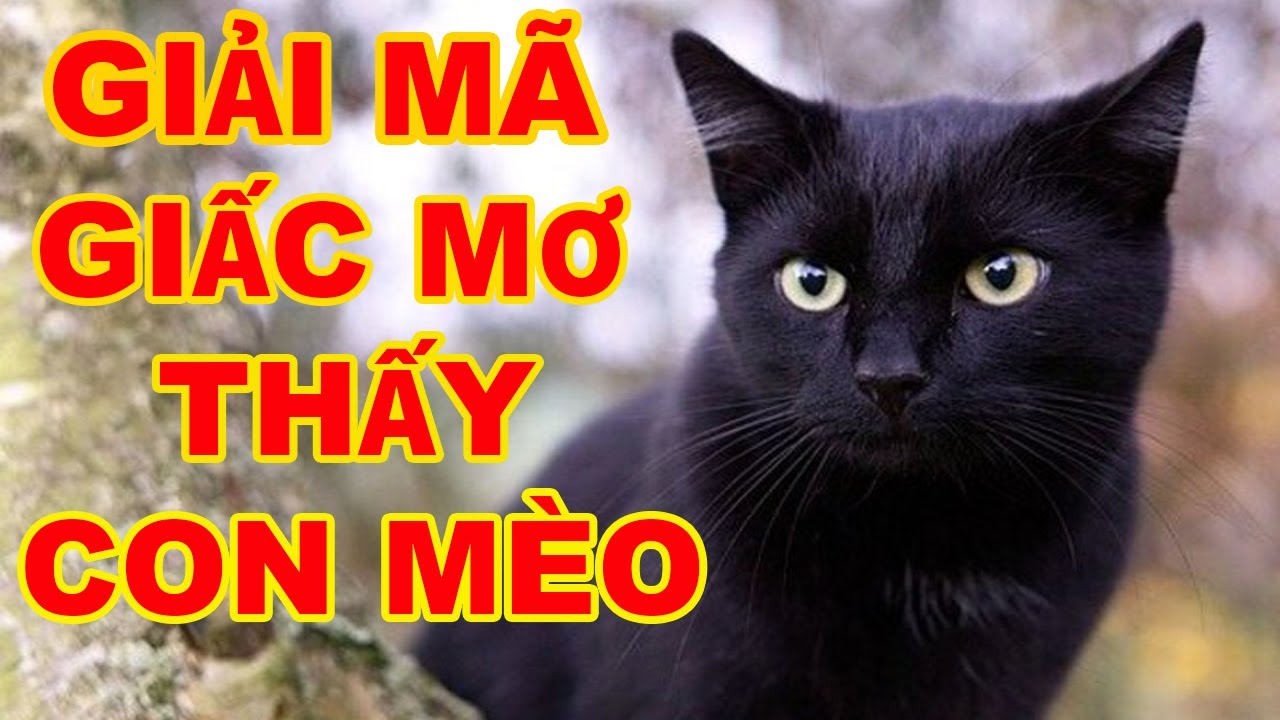 Giải mã giấc mơ thấy mèo đen: Điềm báo lành hay dữ?