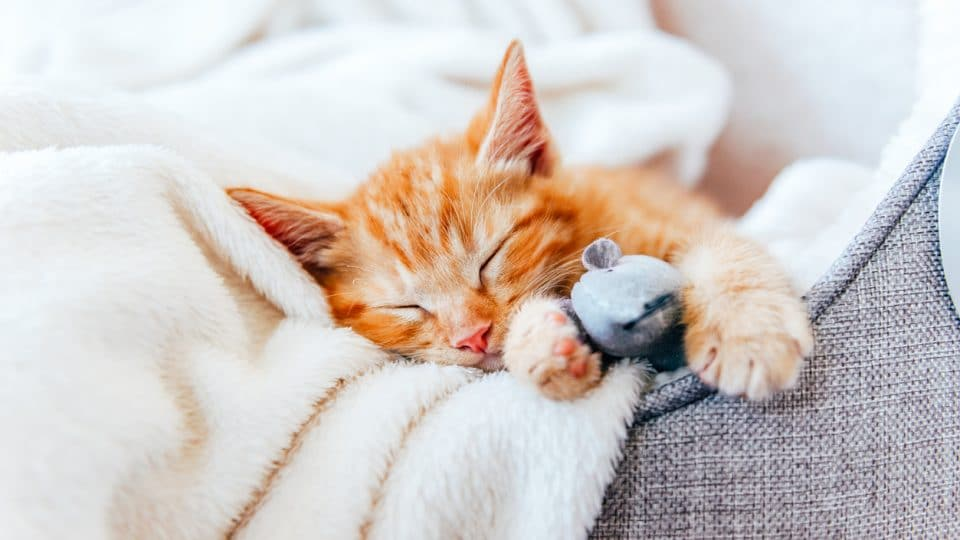 Mơ thấy mèo trắng đánh con gì để gặp may mắn? Giải đáp theo kinh nghiệm dân gian