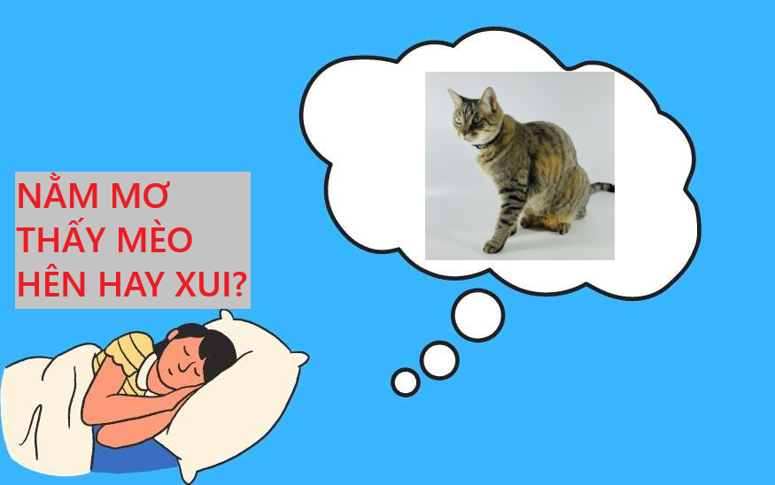 Giải mã giấc mơ thấy mèo vàng: Điềm báo cát hay hung?