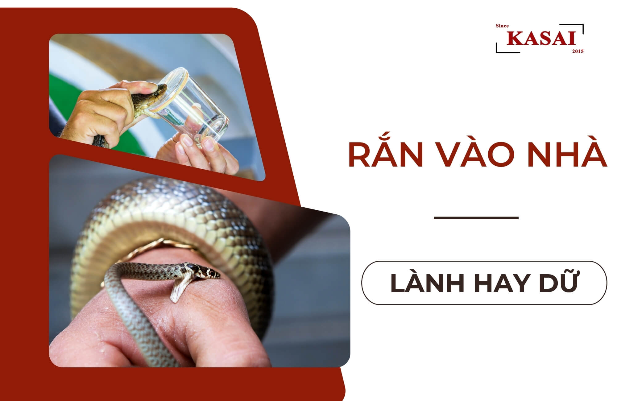Giải mã giấc mơ thấy rắn bò vào nhà: Điềm báo lành hay dữ? (Phân tích ý nghĩa tâm linh và dự báo tương lai khi mơ thấy rắn bò vào nhà, giúp người đọc hiểu rõ hơn về giấc mơ của mình.)