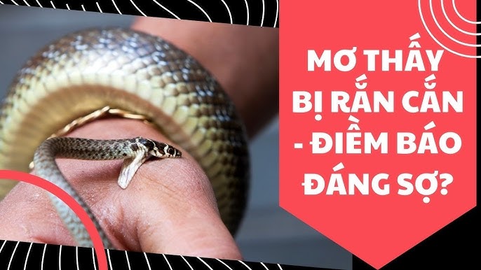 Giải mã chi tiết giấc mơ thấy rắn cắn theo màu sắc, kích thước và loại rắn.