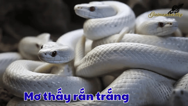 Mơ thấy rắn trắng là điềm tốt hay xấu? Phân tích chi tiết