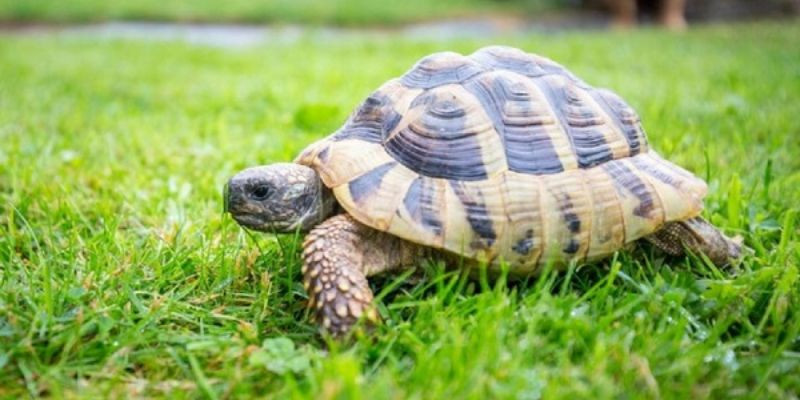 Mơ thấy rùa đánh con gì để trúng lớn?