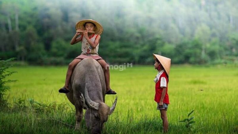 Giải mã chi tiết các trường hợp mơ thấy trâu phổ biến (Phân tích sâu sắc ý nghĩa của từng loại giấc mơ thấy trâu, như trâu đen, trâu trắng, trâu vàng, trâu húc, trâu đẻ, trâu chết,...)